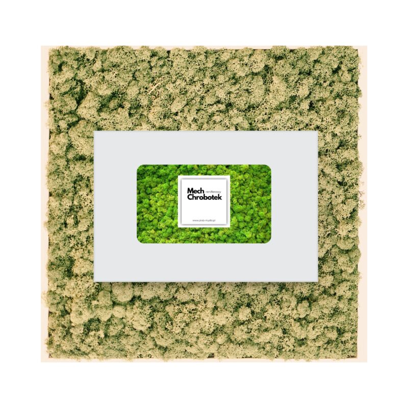 Mech chrobotek 100g naturalny