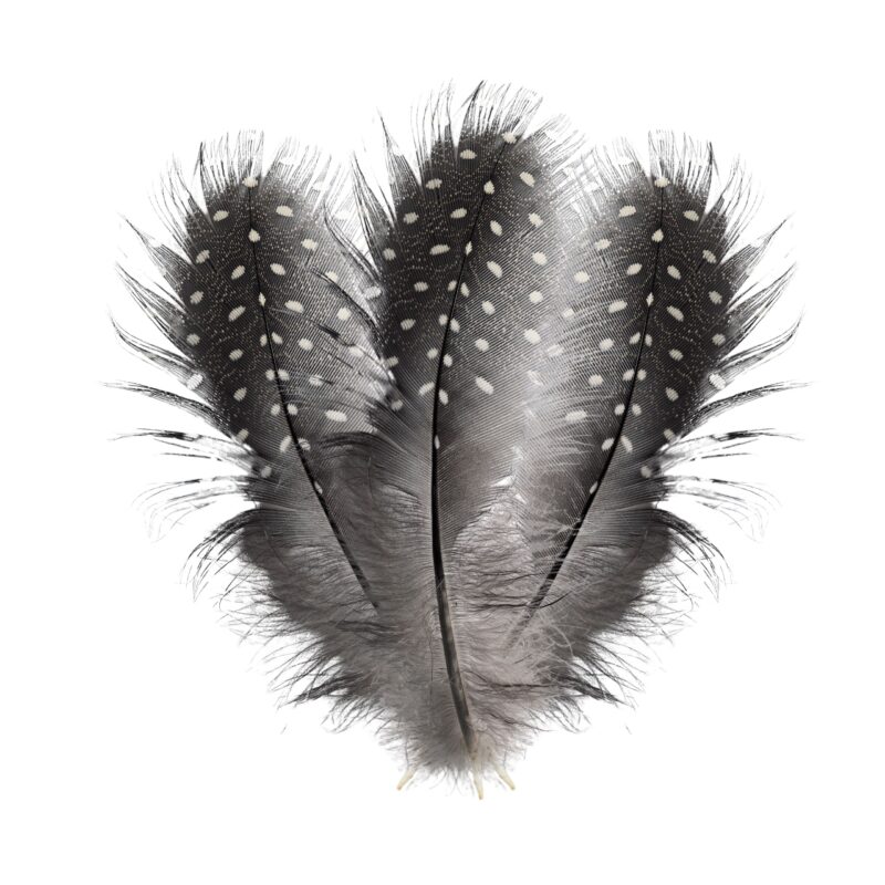 Pióra perliczki ciemne z kropkami białymi