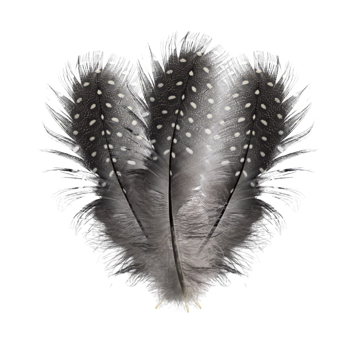 Pióra perliczki ciemne z kropkami białymi