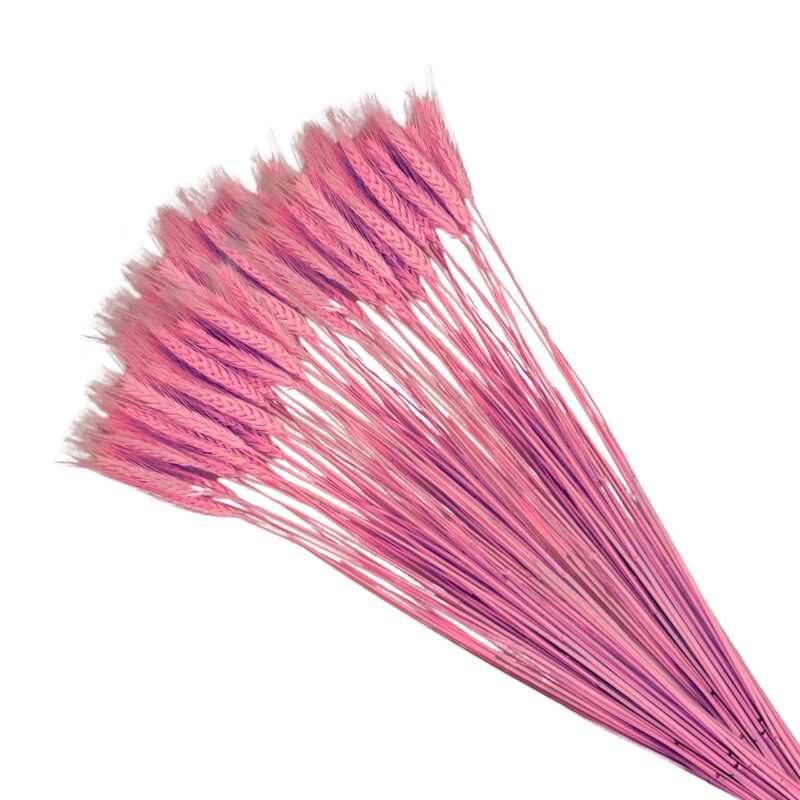 Pęczek zboża pszenżyto suszone barwione 35 szt dekoracja flower box