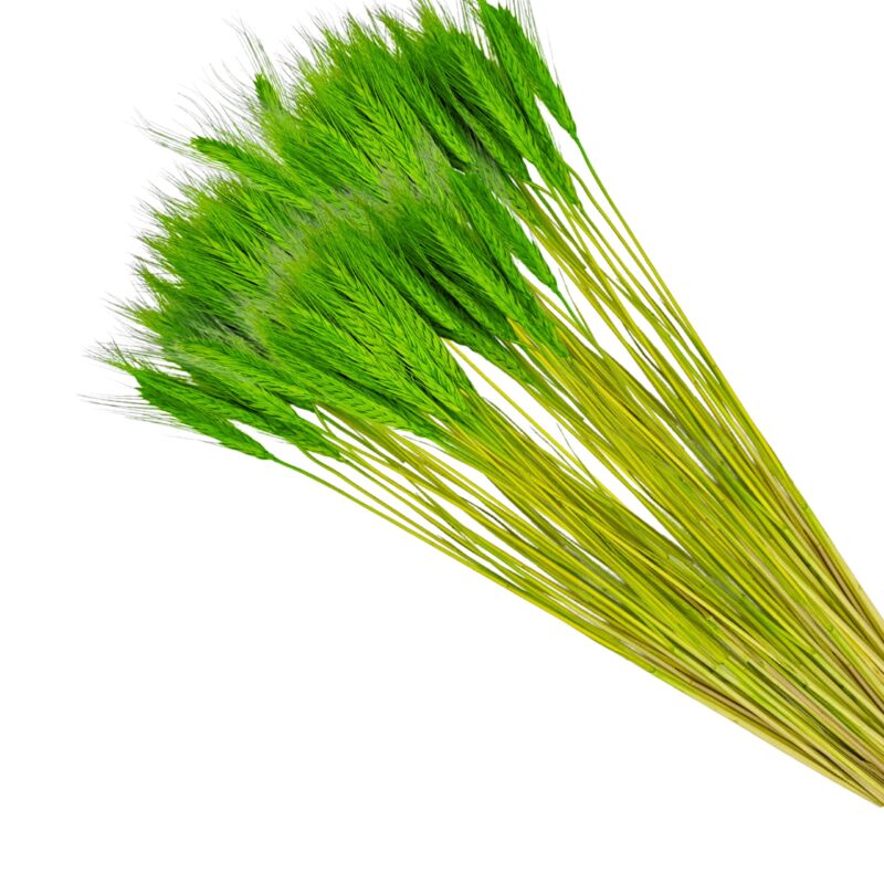 pęczek zboża 35 szt kolor zielony jasny