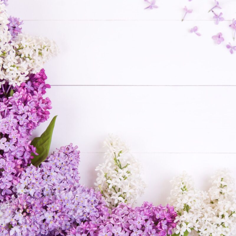 olejek zapachowy o zapachu bzu idealny do wosków sojowych tabliczek zapachowych