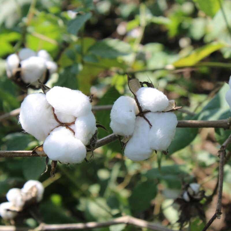 obrazek z naturalna świeża bawełną