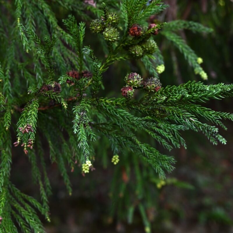 Olejek drzewo sandałowe