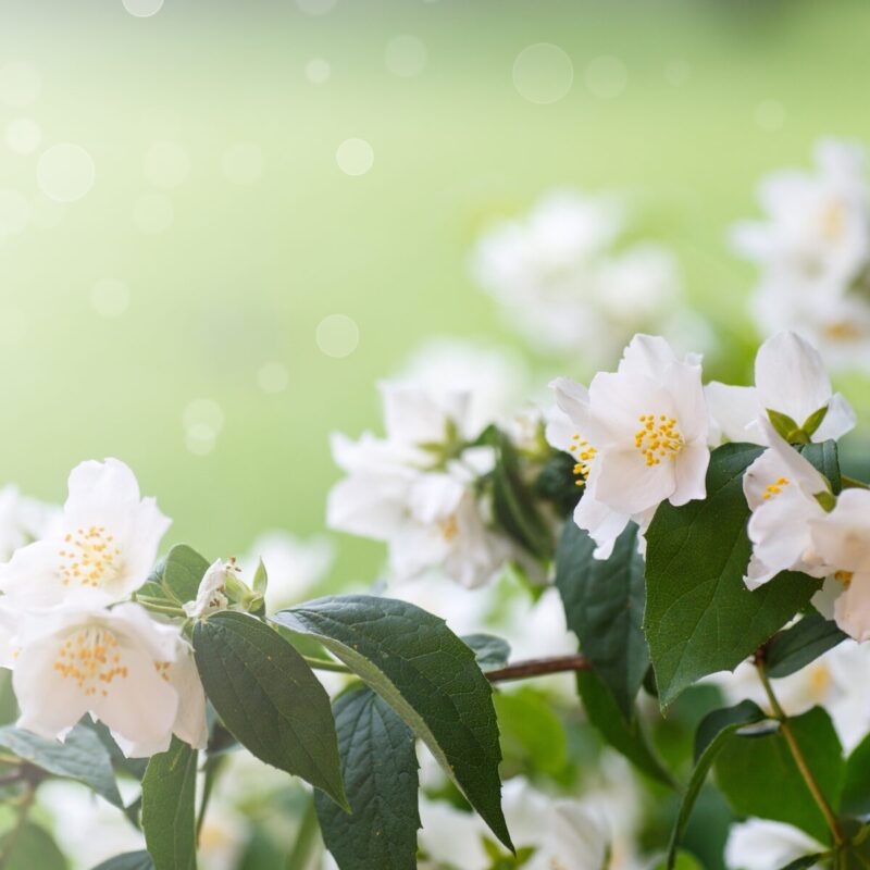 kwiat jaśminu do olejku zapachowego do świec