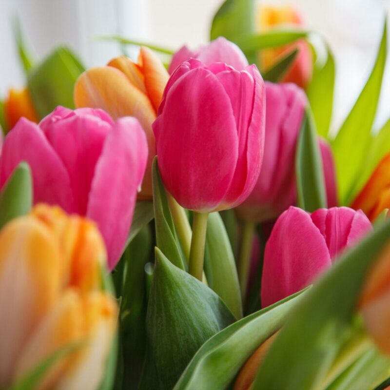 tulipany olejek zapachowy do świec i wosków sojowych