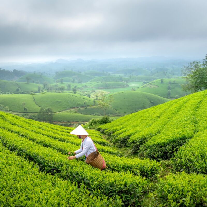 obraz zielonej herbaty